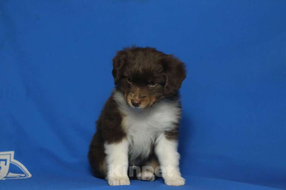 Собаки в Рязани: Маленькая овчарка. Мас. Мальчик, Бесплатно - фото 3