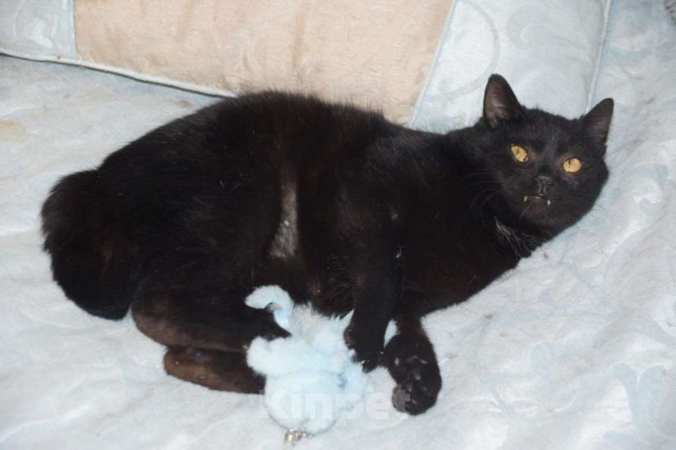 Кошки в Москве: Котик Мартин в добрые руки Мальчик, Бесплатно - фото 3