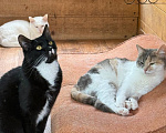 Кошки в Клине: Котюлька — очаровательная молодая кошечка Девочка, Бесплатно - фото 6