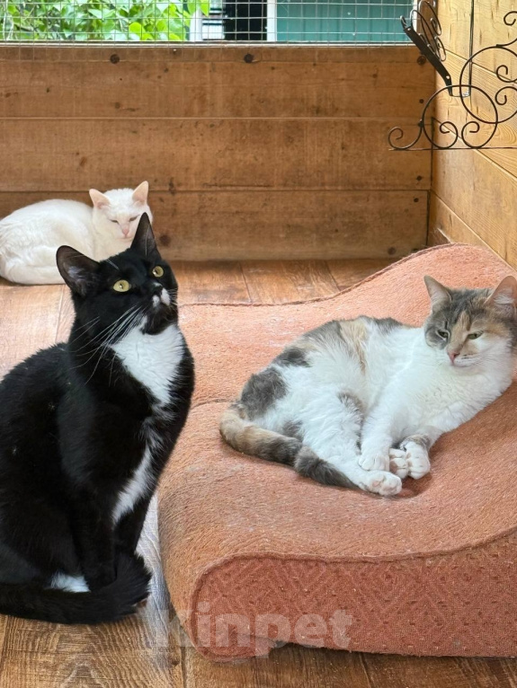 Кошки в Клине: Котюлька — очаровательная молодая кошечка Девочка, Бесплатно - фото 6
