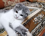 Кошки в Черкесске: Вислоухую кошечку отдам в хорошие руки. Девочка, Бесплатно - фото 2
