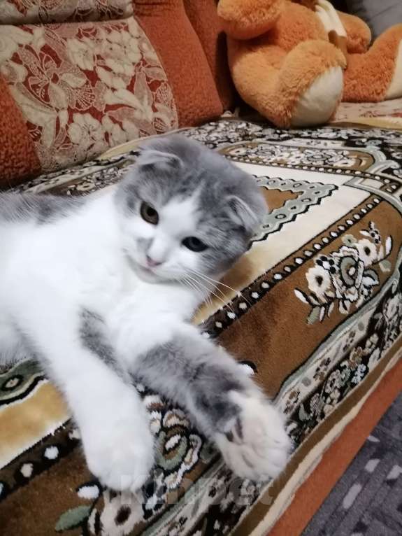 Кошки в Черкесске: Вислоухую кошечку отдам в хорошие руки. Девочка, Бесплатно - фото 2