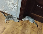 Кошки в Краснодаре: Котята Мальчик, Бесплатно - фото 1