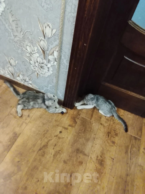 Кошки в Краснодаре: Котята Мальчик, Бесплатно - фото 1