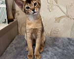 Кошки в Дзержинском: Абиссинские кошечки  Девочка, 20 000 руб. - фото 3