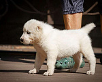 Собаки в Санкт-Петербурге: Среднеазиатская овчарка (алабай) Девочка, 50 000 руб. - фото 1