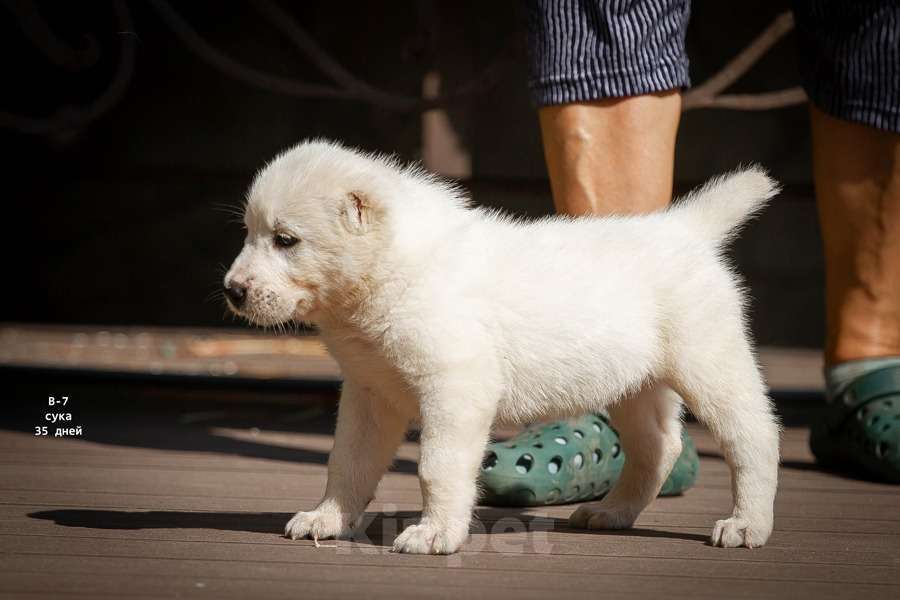 Собаки в Санкт-Петербурге: Среднеазиатская овчарка (алабай) Девочка, 50 000 руб. - фото 1
