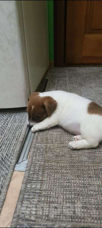 Собаки в Липецке: Щенки джек-рассел-терьер Мальчик, Бесплатно - фото 7