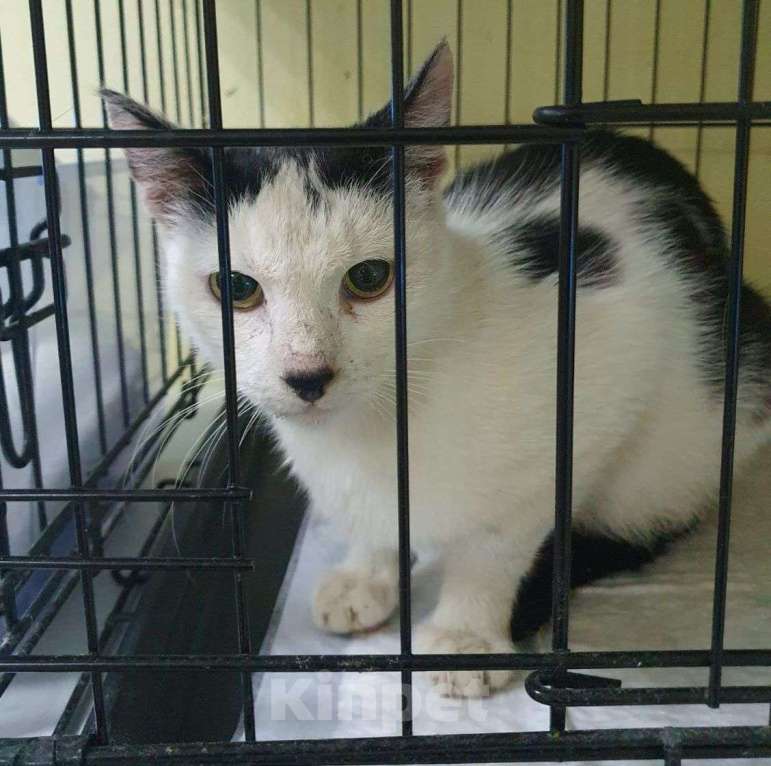 Кошки в Москве: Кошечка Алиса грустит в клеточке 💔 Никому она не приглянулась  Девочка, Бесплатно - фото 2