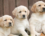 Собаки в Нижнем Новгороде: Палевые щенки Лабрадора Мальчик, 20 000 руб. - фото 2