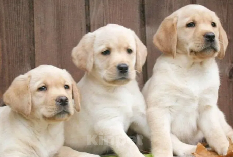 Собаки в Нижнем Новгороде: Палевые щенки Лабрадора Мальчик, 20 000 руб. - фото 2