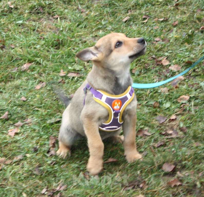 Собаки в Москве: Чудесная малышка Ириска ищет любящую семью  Девочка, Бесплатно - фото 2