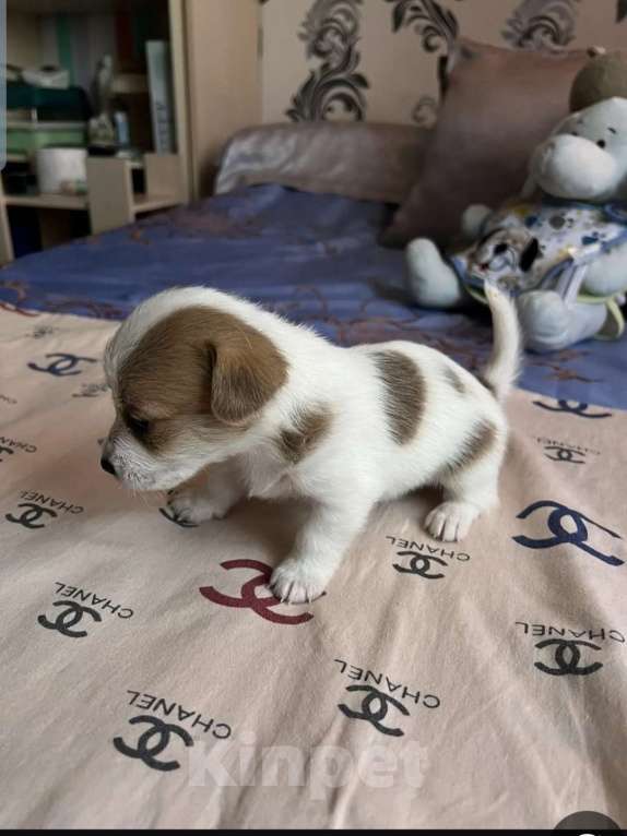 Собаки в Красноярске: Щенок джек Рассел терьер мальчик Мальчик, 18 000 руб. - фото 5