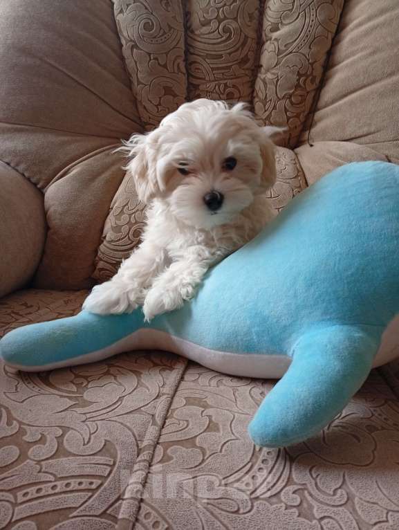 Собаки в Краснодаре: Малыши Мальтипу Ф1 поколение Мальчик, 40 000 руб. - фото 3