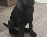 Собаки в других городах Московской области: Щенок кане-корсо Девочка, 40 000 руб. - фото 9