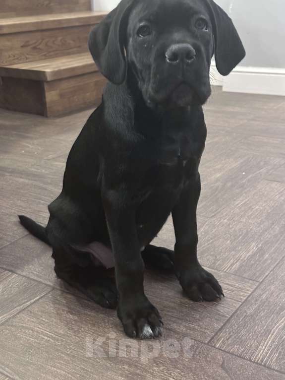 Собаки в других городах Московской области: Щенок кане-корсо Девочка, 40 000 руб. - фото 9