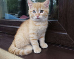Кошки в Москве: Шотландские котята  Мальчик, 5 000 руб. - фото 6