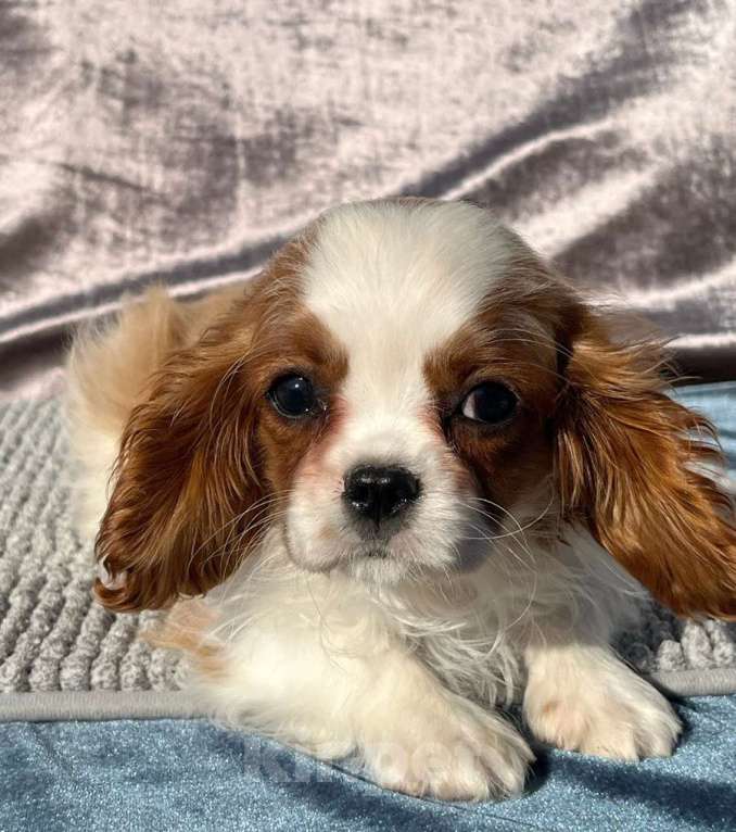 Собаки в Санкт-Петербурге: БЕСТ ИЛРЕАН ЛАРРИ Мальчик, 100 000 руб. - фото 3