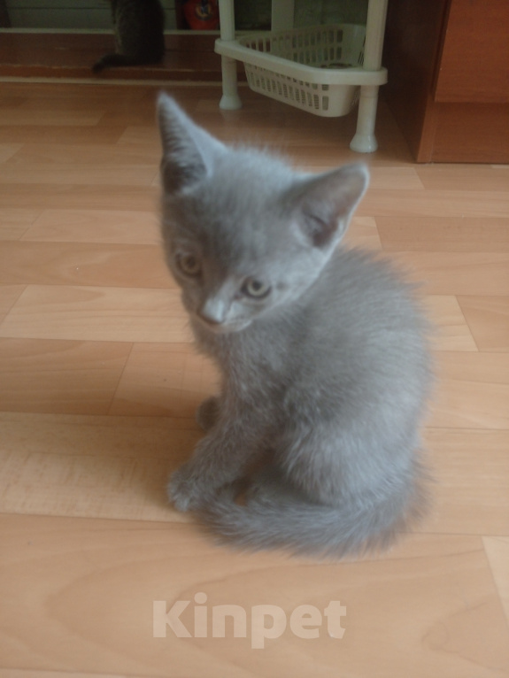Кошки в Томске: Отдам котят Разнополые, Бесплатно - фото 1