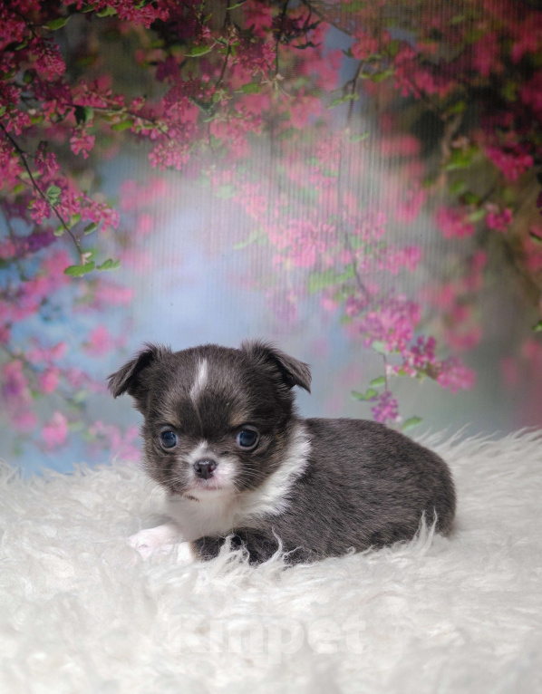 Собаки в Москве: Голубая шелковая красавица Девочка, 120 000 руб. - фото 3