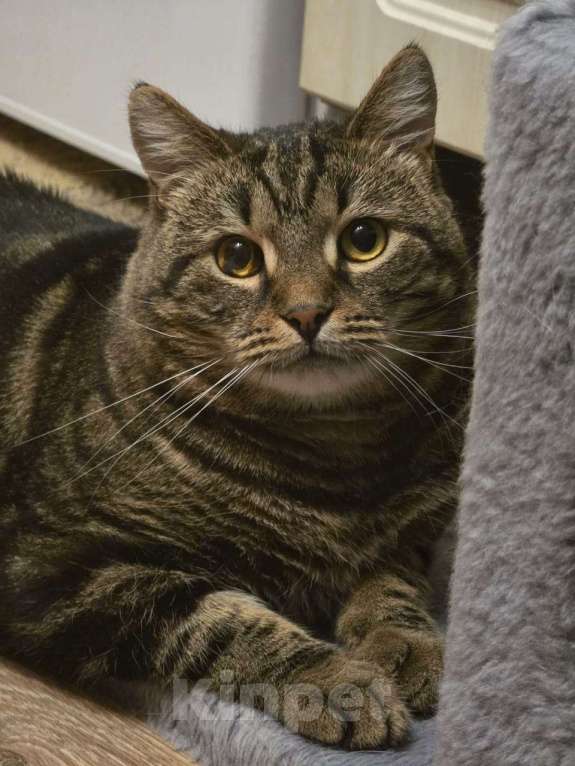 Кошки в Москве: Нежный котик Кузя в добрые руки  Мальчик, Бесплатно - фото 1