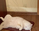 Кошки в Новосибирске: Потерялся белый кот с голубыми глазами Мальчик, Бесплатно - фото 1