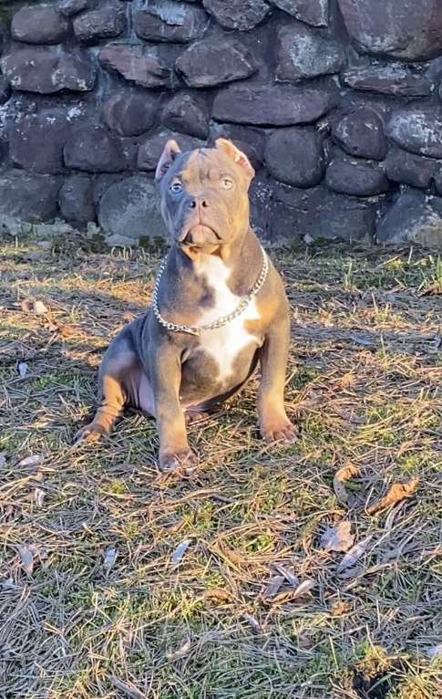 Собаки в Москве: Великолепные крепыши Мальчик, Бесплатно - фото 4