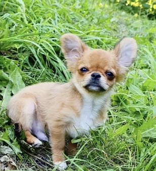 Чихуахуа мини мальчик
