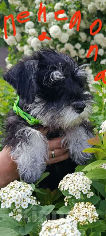 Собаки в Магнитогорске: Продам щенков цвергшнауцера Девочка, Бесплатно - фото 2