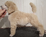 Собаки в Санкт-Петербурге: Пудель королевский рыжий Девочка, 60 000 руб. - фото 4