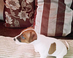 Собаки в Балашихе: Джек Рассел терьер (для вязки), 2 000 руб. - фото 4