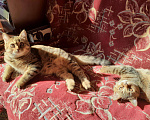 Кошки в Острогожске: Шотландские котята, 4 000 руб. - фото 1