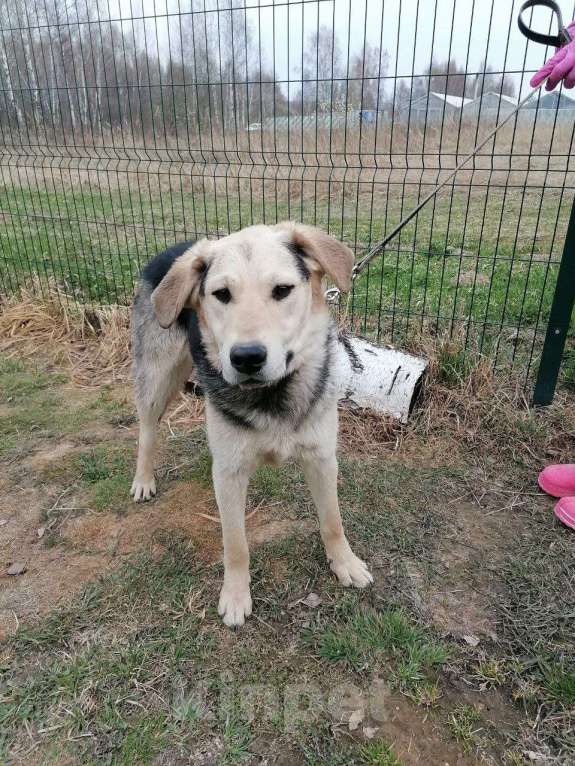 Собаки в Москве: Васко, улыбчивый щенок Мальчик, Бесплатно - фото 4