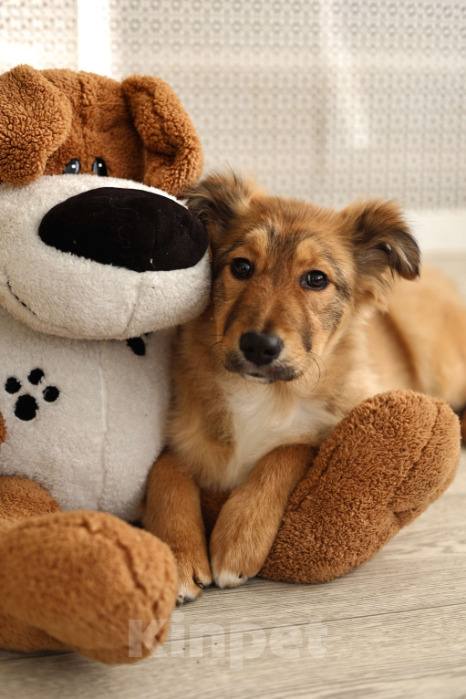 Собаки в Москве: Щенок бесплатно Москва Девочка, Бесплатно - фото 5