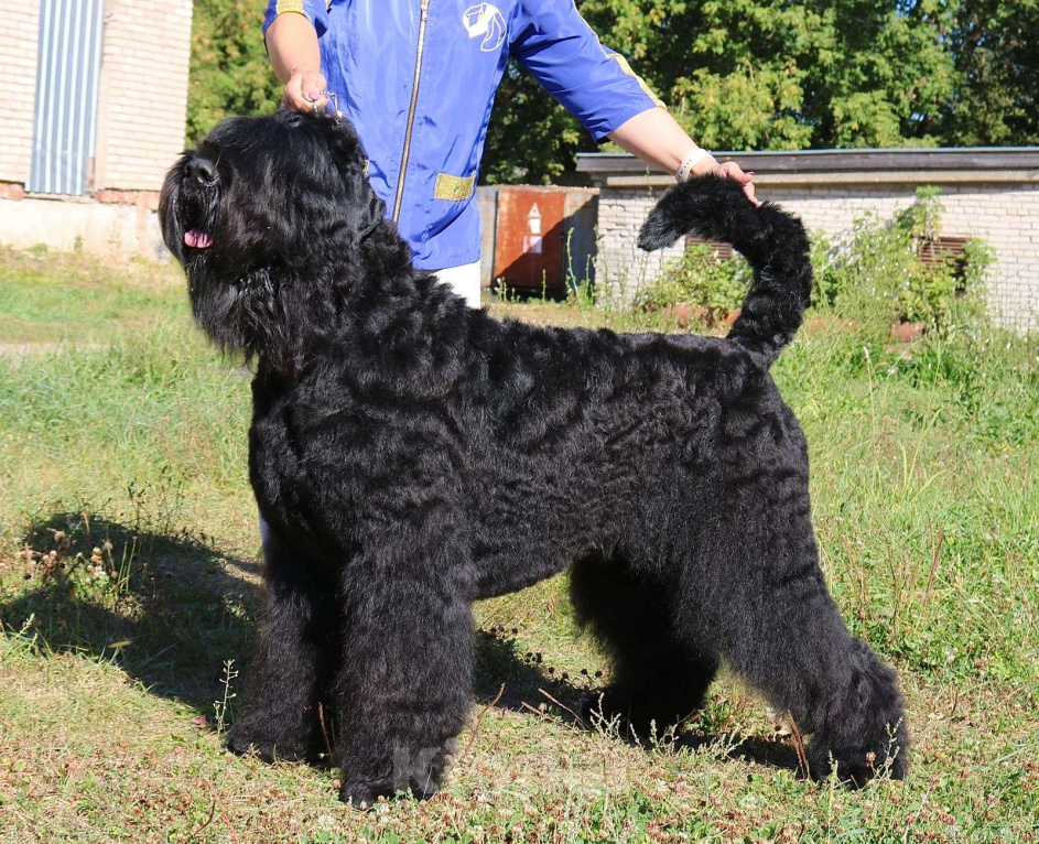 Собаки в Химках: Русский черный терьер, щенки  Девочка, 65 000 руб. - фото 4