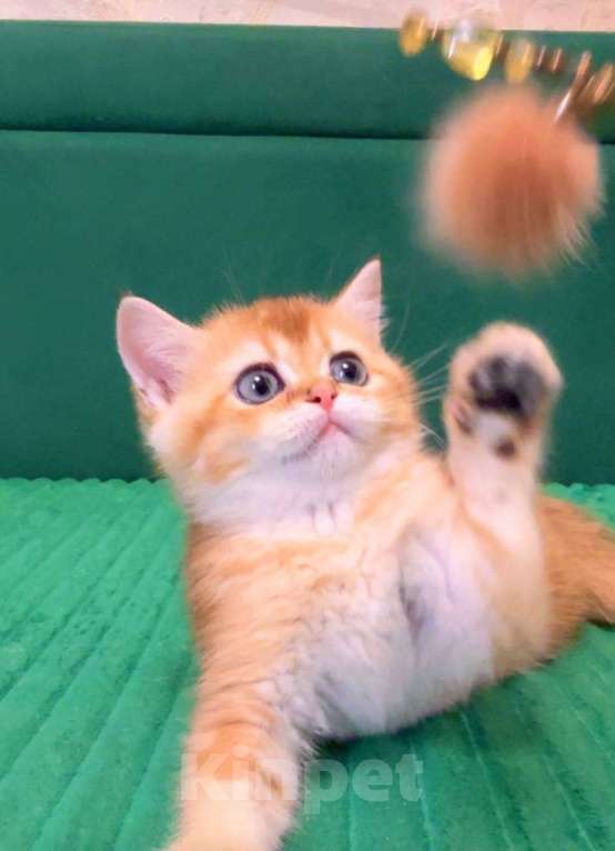 Кошки в Москве: Джемка Мальчик, 60 000 руб. - фото 4