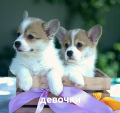 Собаки в Брянске: щенки вельш корги пемброк Мальчик, 50 000 руб. - фото 1