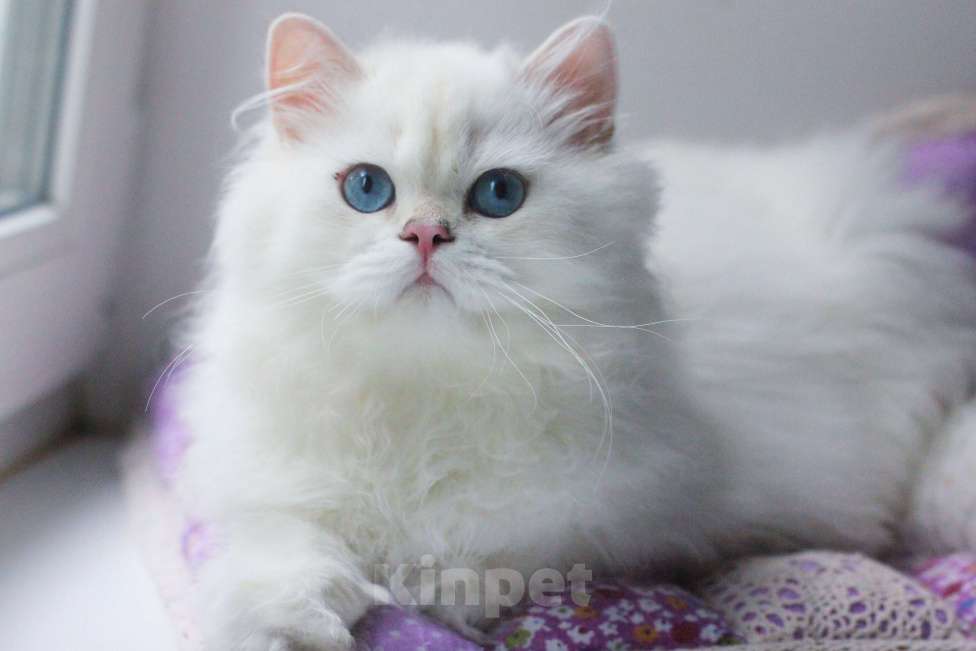 Кошки в Москве: Серебристая шиншилла мальчик Мальчик, 60 000 руб. - фото 2