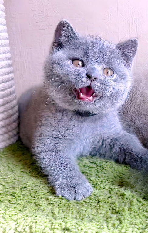 Кошки в Москве: Британские к/ш котята  Мальчик, Бесплатно - фото 8