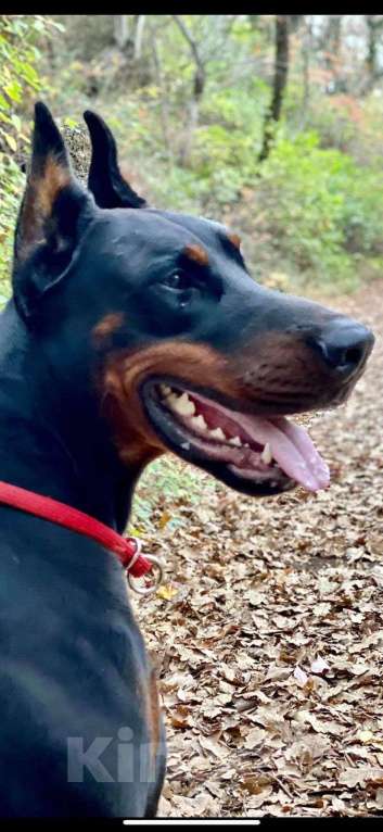 Собаки в Чехове: Шикарный щенок добермана РКФ Мальчик, 90 000 руб. - фото 7