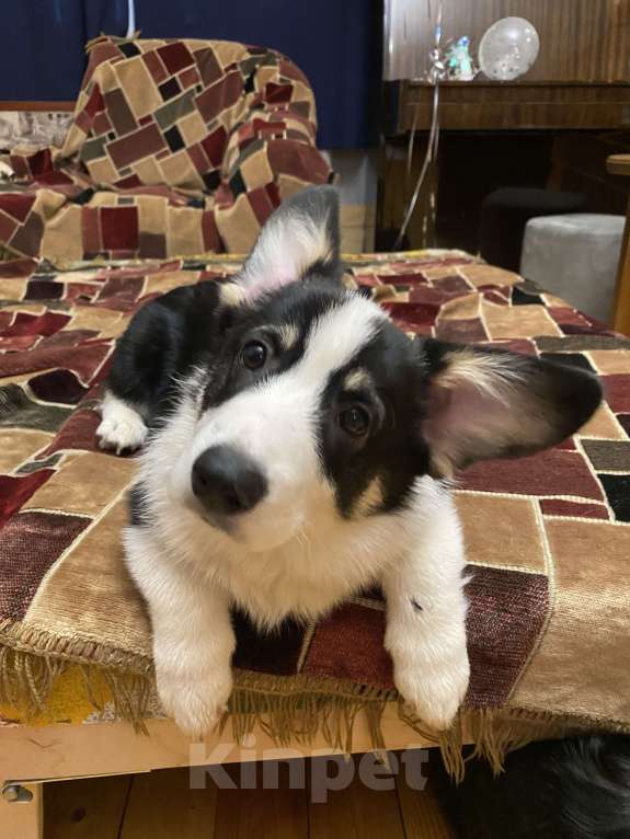 Собаки в других городах Московской области: Щенок корги Мальчик, 60 000 руб. - фото 5