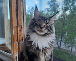 Кошки в Кемерово: Котенок Мейн-кун Мальчик, 60 000 руб. - фото 6