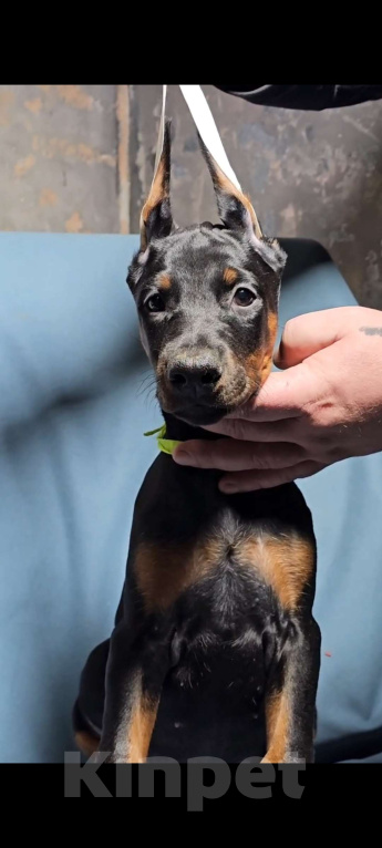 Собаки в Москве: Щенки добермана Девочка, Бесплатно - фото 7