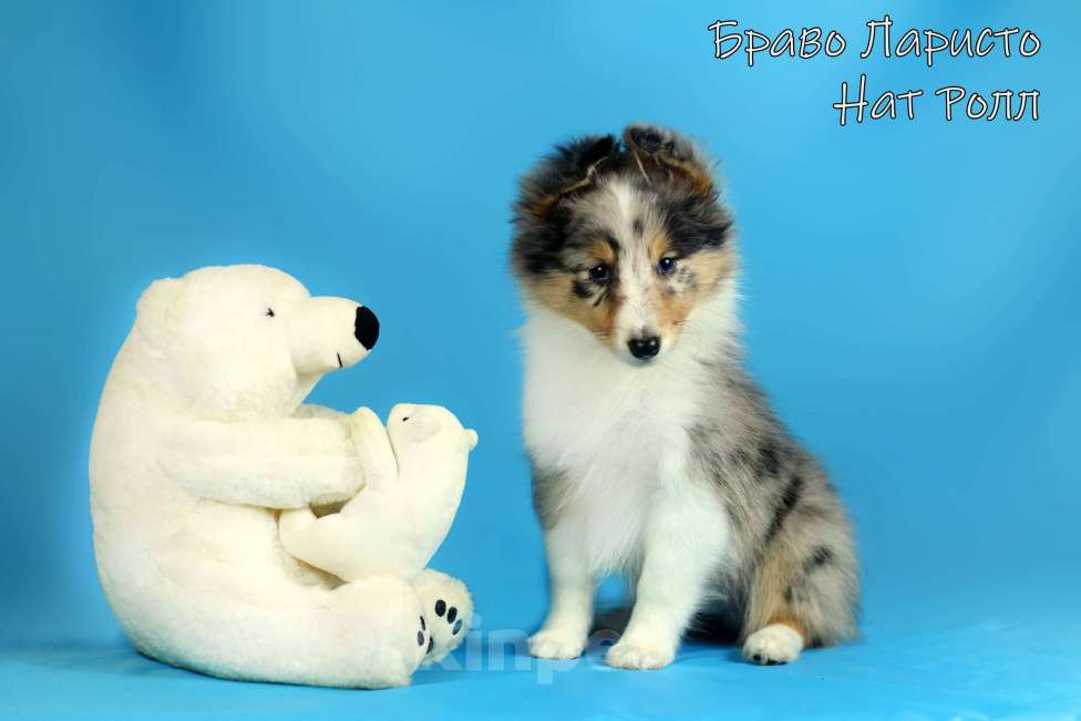 Собаки в Рязани: Шелти из Рязани. Мальчик, 50 000 руб. - фото 6