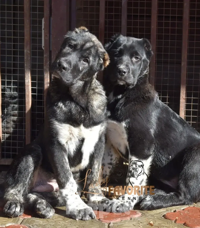 Собаки в Воронеже: Среднеазиатская Овчарка Разнополые, 60 000 руб. - фото 1
