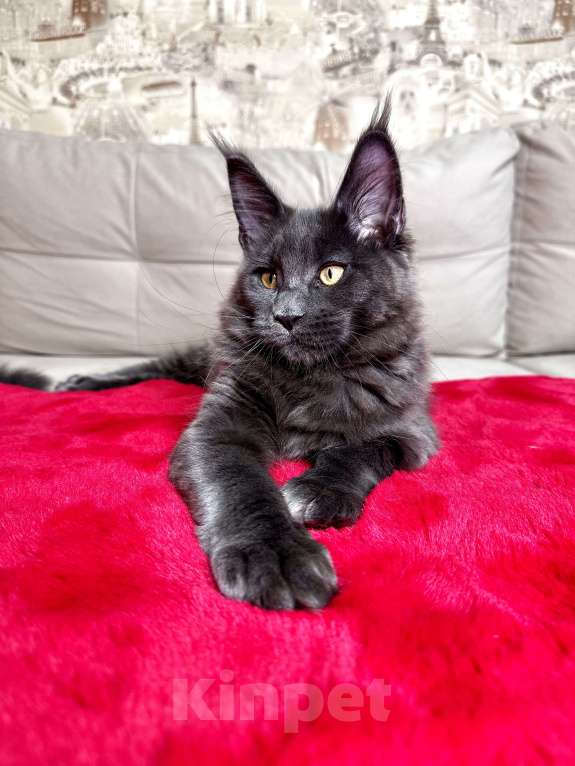 Кошки в Москве: Мальчик голубой солид Мальчик, 75 000 руб. - фото 6