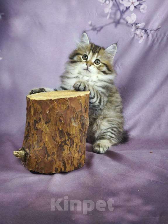 Кошки в Егорьевске: Котята курильского бобтейла Мальчик, Бесплатно - фото 9