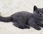Кошки в Ульяновске: Британские котята Девочка, 20 000 руб. - фото 6