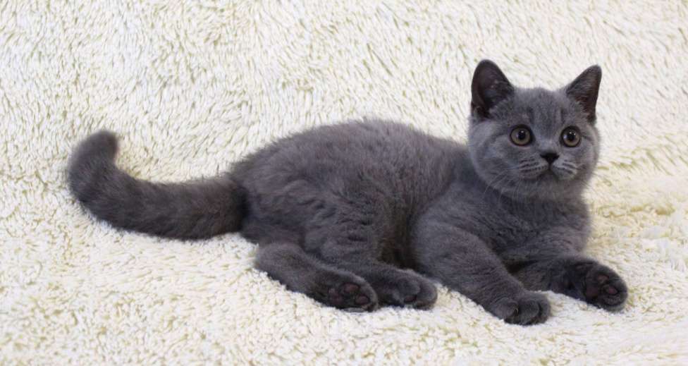 Кошки в Ульяновске: Британские котята Девочка, 20 000 руб. - фото 6