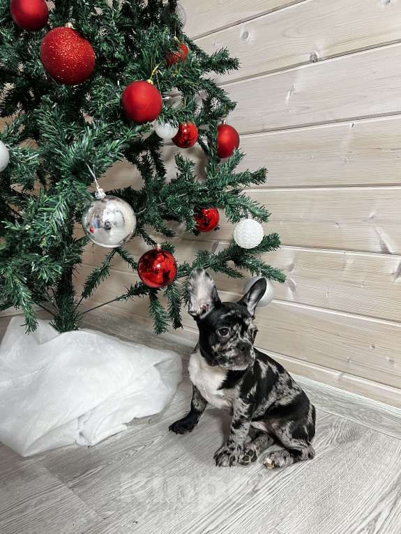 Собаки в других городах Московской области: Французский бульдог дарк мерле Девочка, 50 000 руб. - фото 2